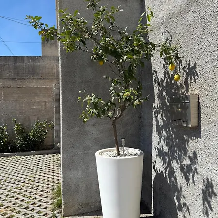Lemon Tree Ragusa